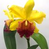 Blc. Rodrigo Suzuki.